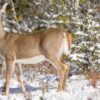 deer stays active and does not hibernate in winter