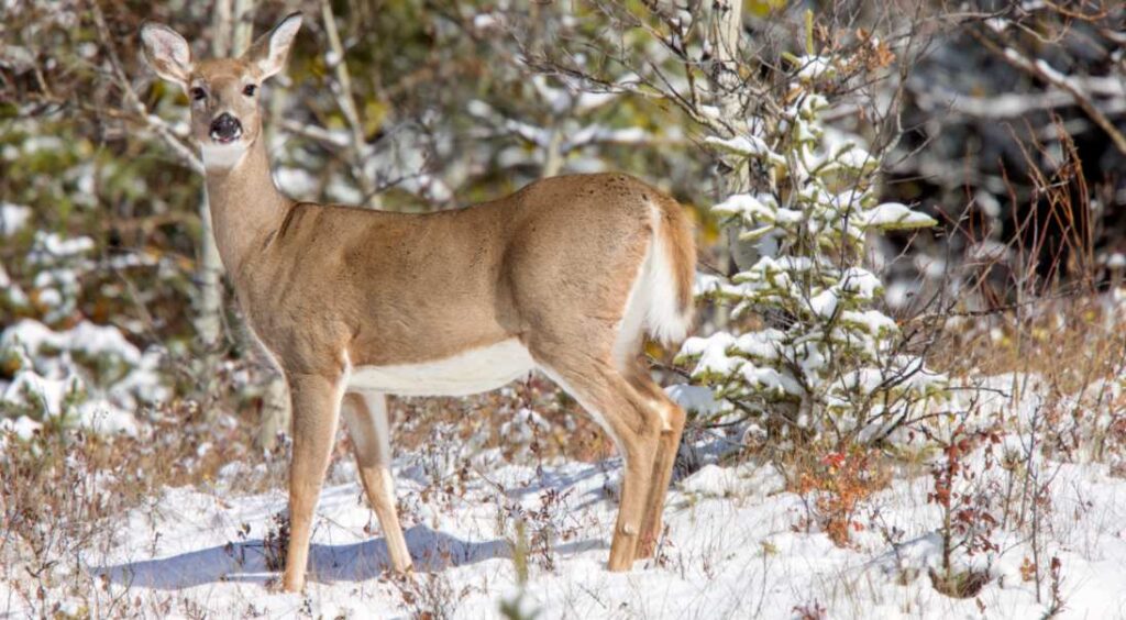 deer stays active and does not hibernate in winter