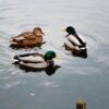 a few ducks are swimming in the lake
