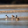 watching ducks in the lake from hunters' views