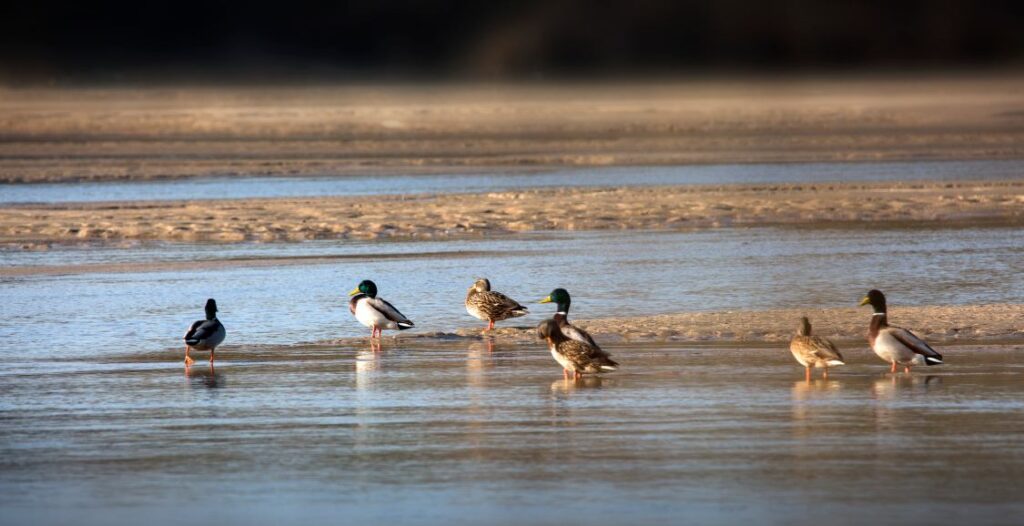 watching ducks in the lake from hunters' views