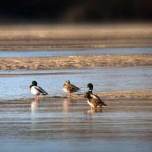 watching ducks in the lake from hunters' views