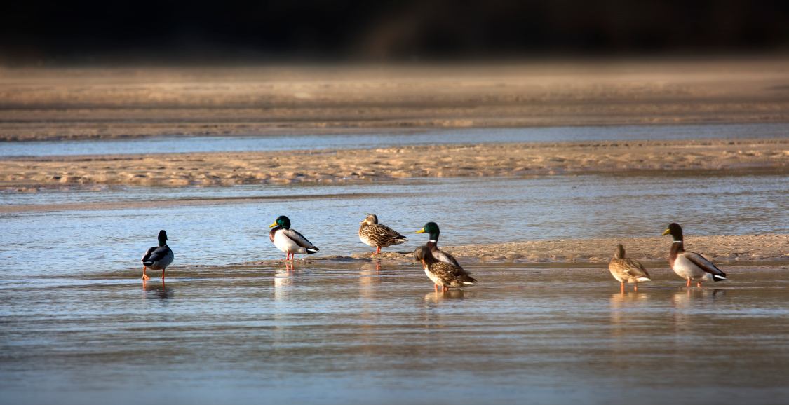 watching ducks in the lake from hunters' views