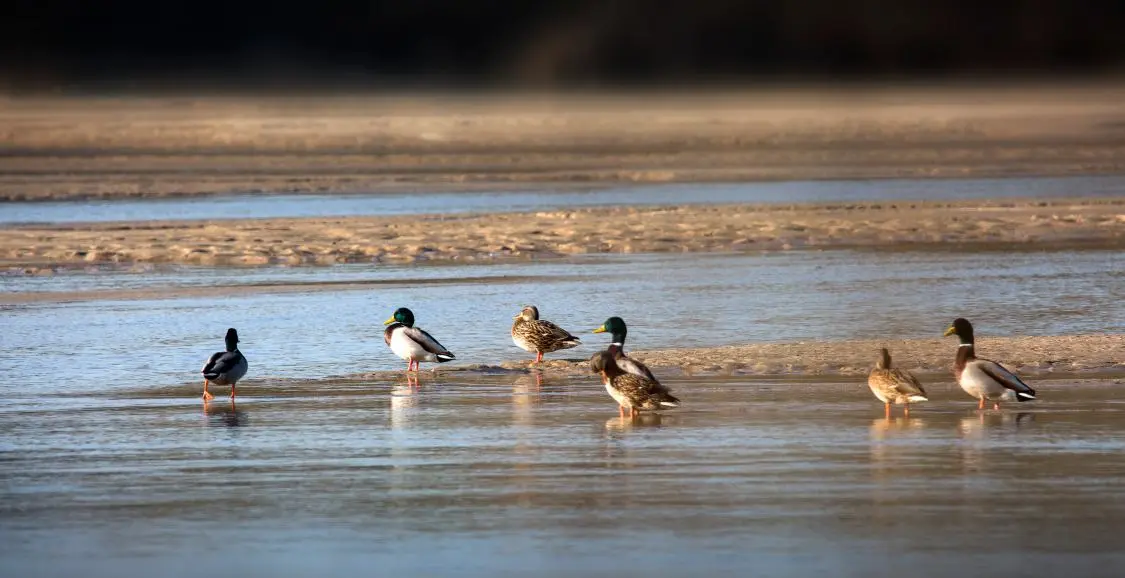 watching ducks in the lake from hunters' views