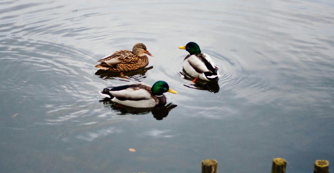 a few ducks are swimming in the lake