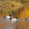 a few mallard ducks is swimming in the lake in the hunting area
