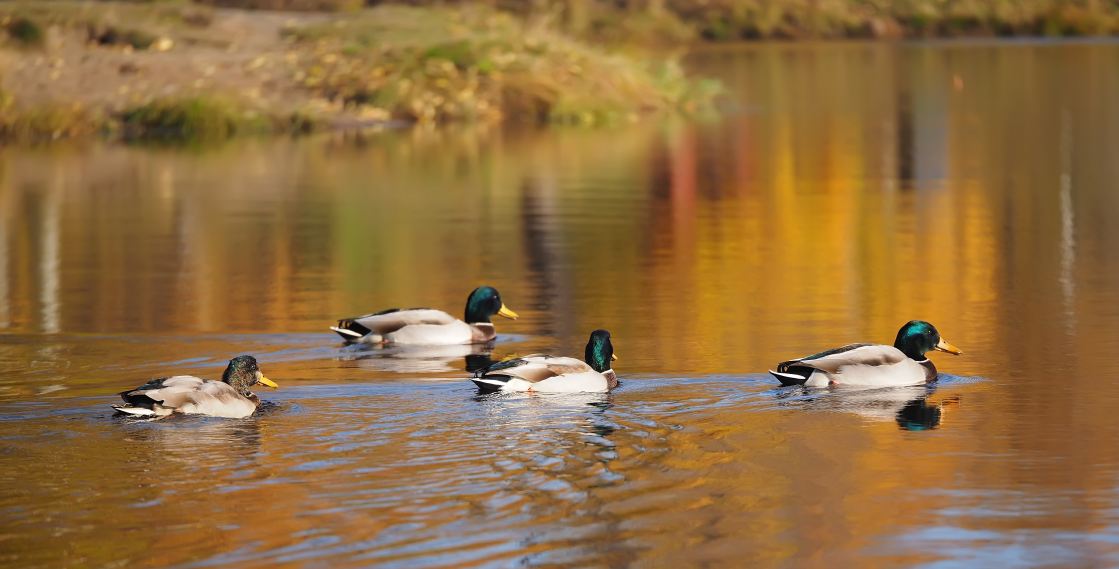 a few mallard ducks is swimming in the lake in the hunting area