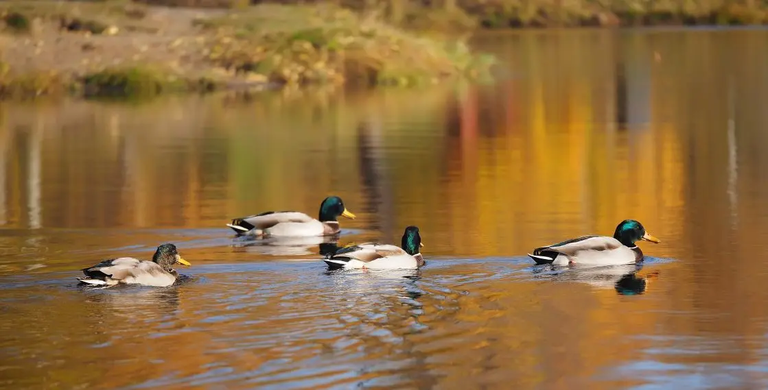 a few mallard ducks is swimming in the lake in the hunting area
