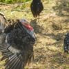 turkey populations is thriving in certain states