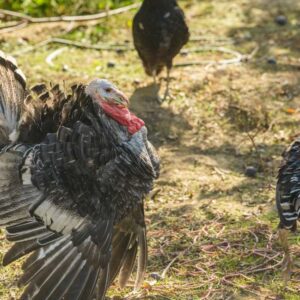 turkey populations is thriving in certain states