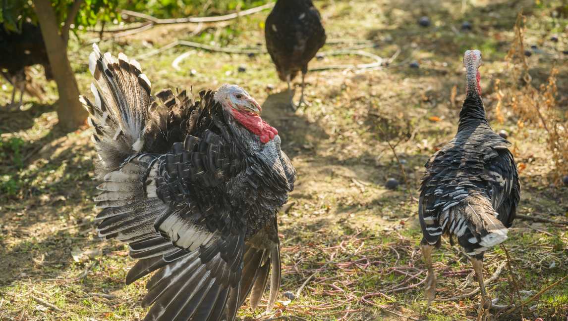 turkey populations is thriving in certain states