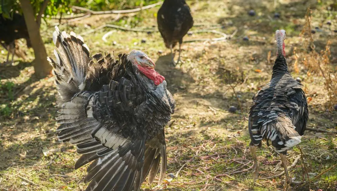 turkey populations is thriving in certain states