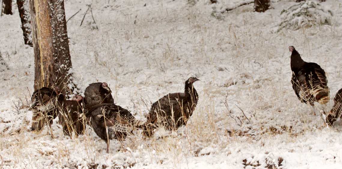 few turkeys come out in the winter