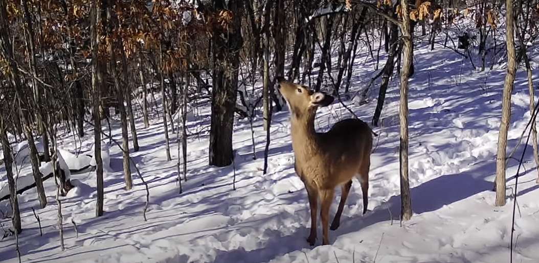 a deer is attracted to place where hunters has created mock scrapes