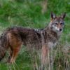 an adult coyote is scouting the wild