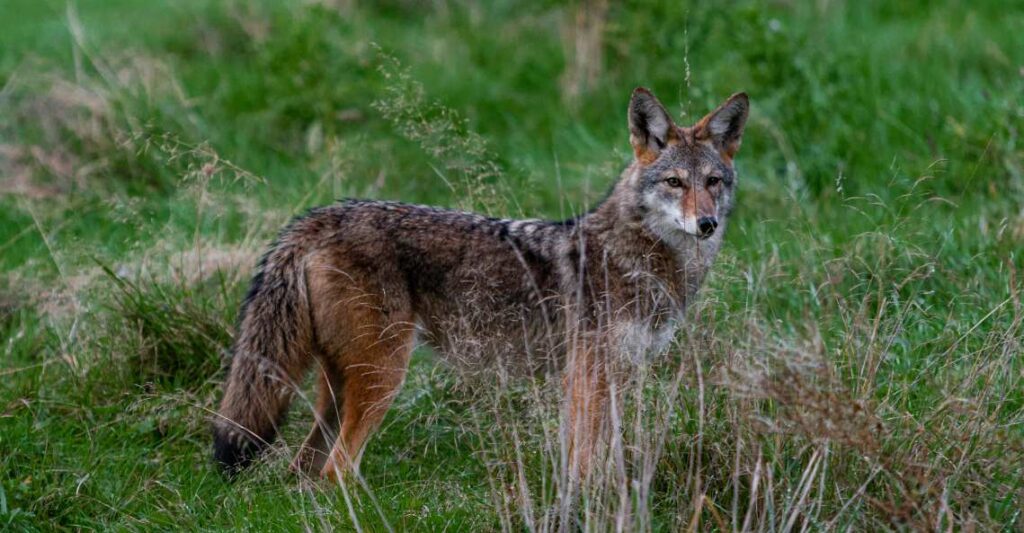 an adult coyote is scouting the wild