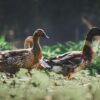 several banded duck are walking in the hunting field