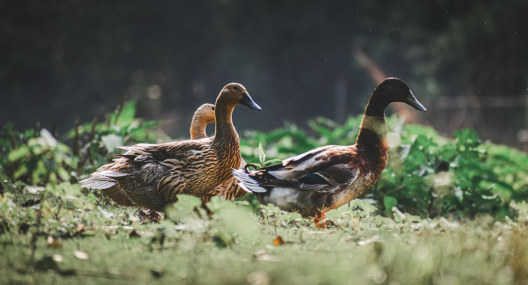 several banded duck are walking in the hunting field