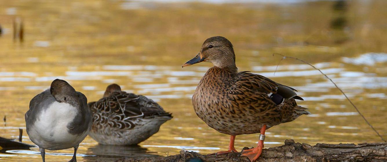 a few ducks are banded and released to the wild