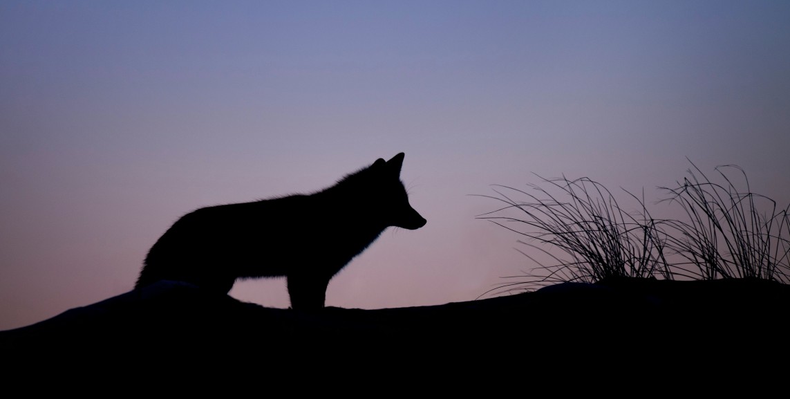 coyote is more crepuscular than nocturnal, and it coming out at the dusk