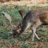 a deer is eating meat on the ground - Photo by Jakub Neskora