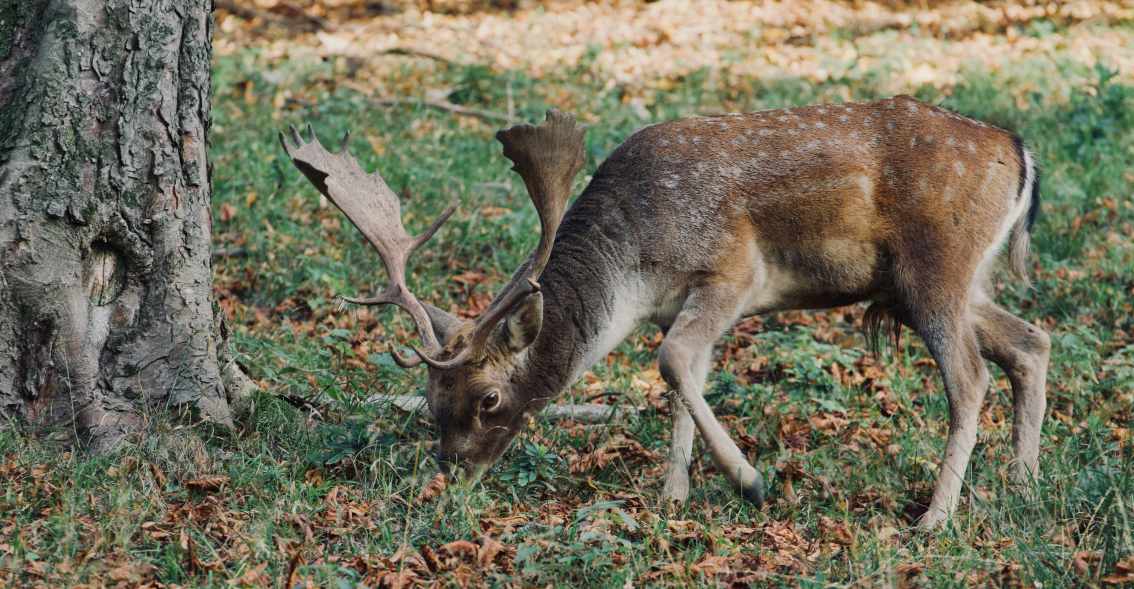 a deer is eating meat on the ground - Photo by Jakub Neskora