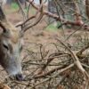 deer rub their antlers against trees to make mock scrapes