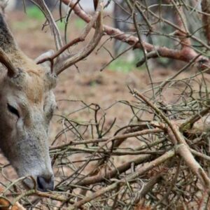 deer rub their antlers against trees to make mock scrapes