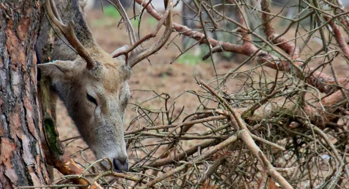 deer rub their antlers against trees to make mock scrapes