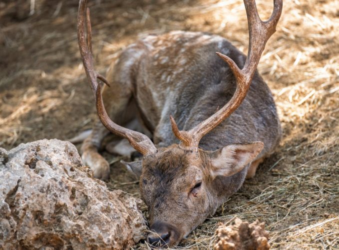 a white-tailed deer lays its head on the ground and sleeps near a rock