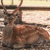 A deer was squatting on the ground and sleeping