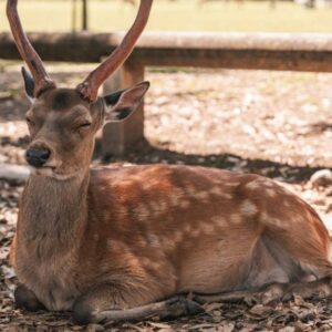 A deer was squatting on the ground and sleeping