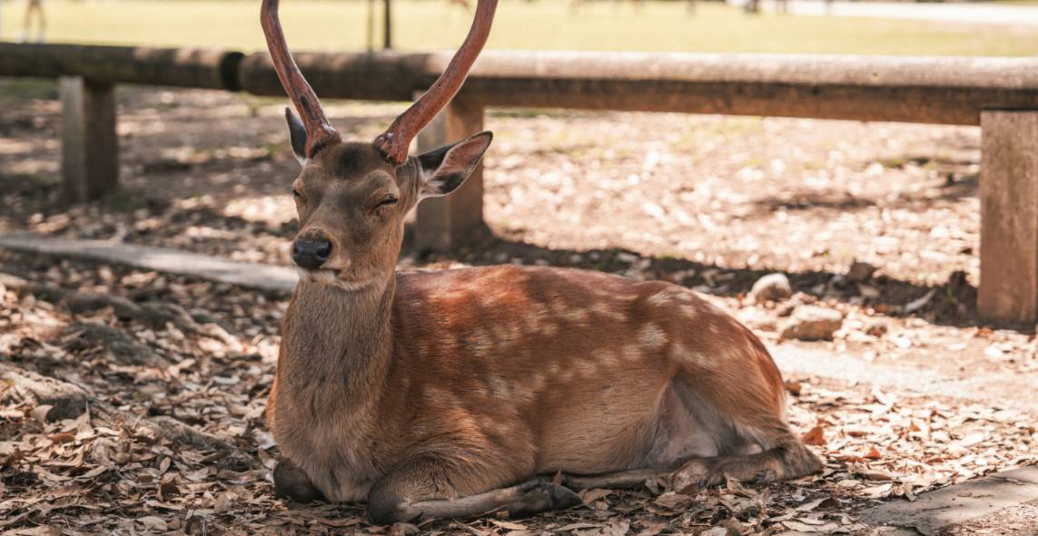 A deer was squatting on the ground and sleeping