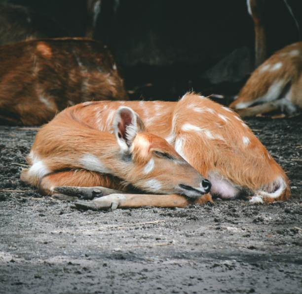 a spotted deer sleeps on the ground