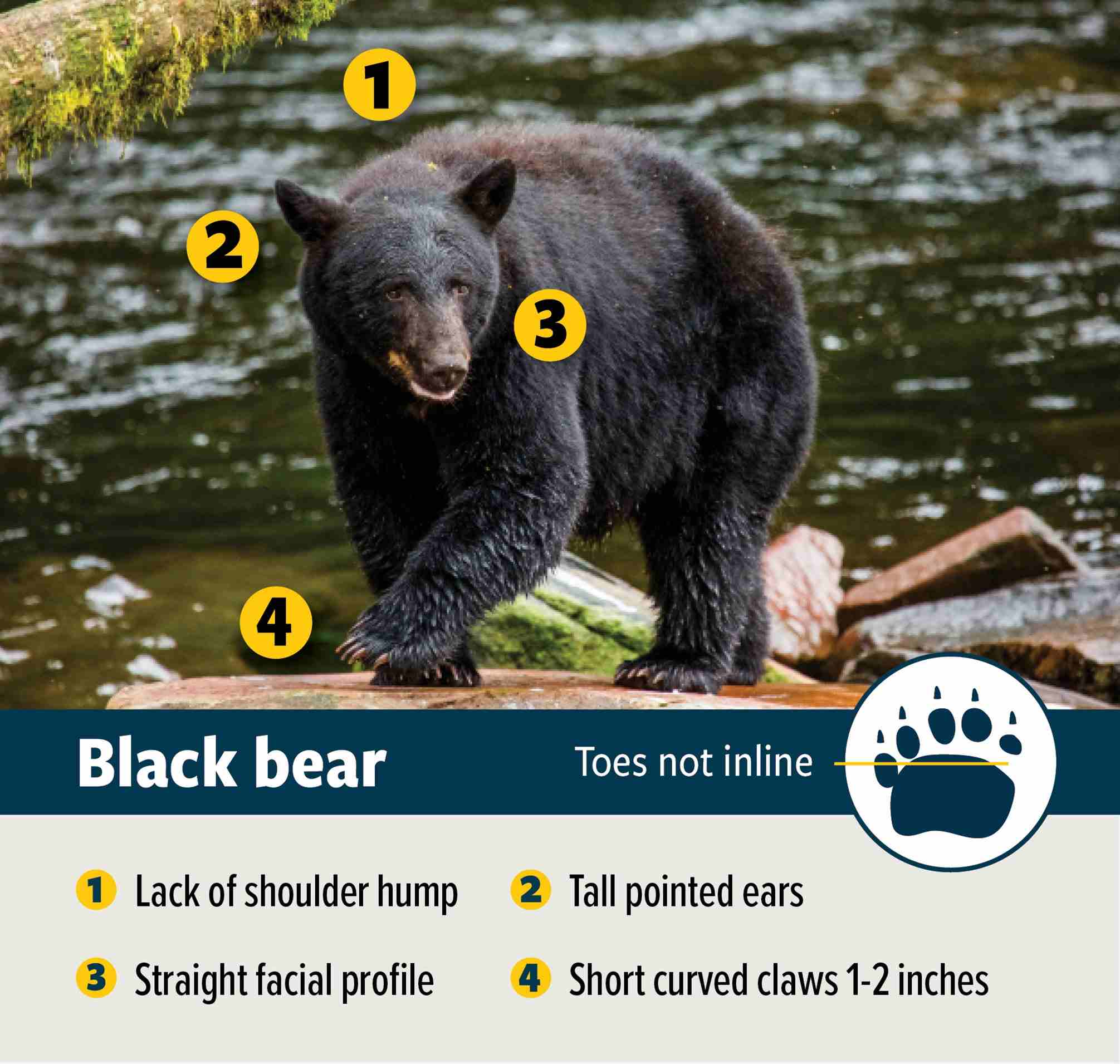 black bear characteristics