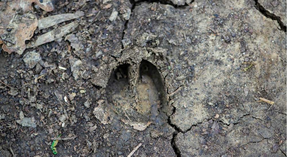 deer footprint