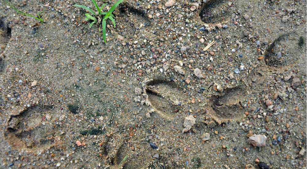 deer footprints in mud