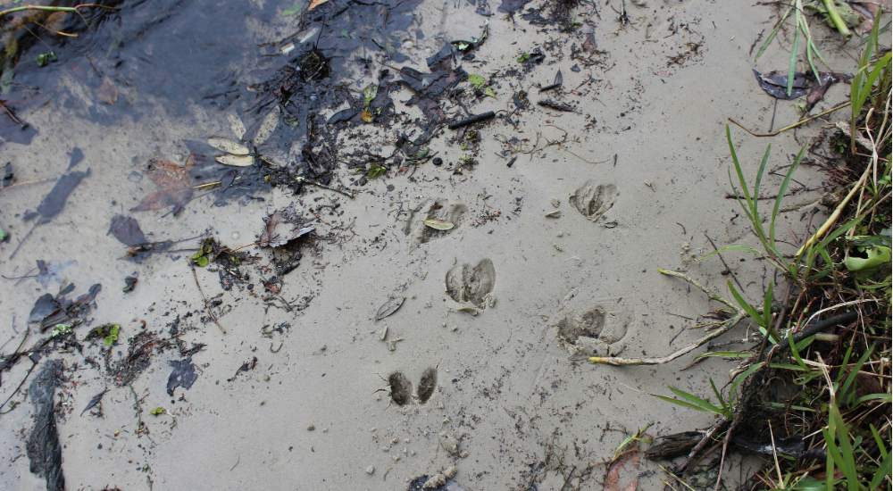 deer track in snow