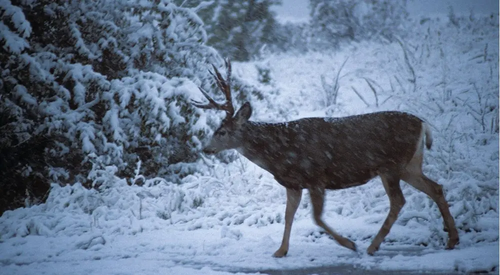 deer walking in snow
