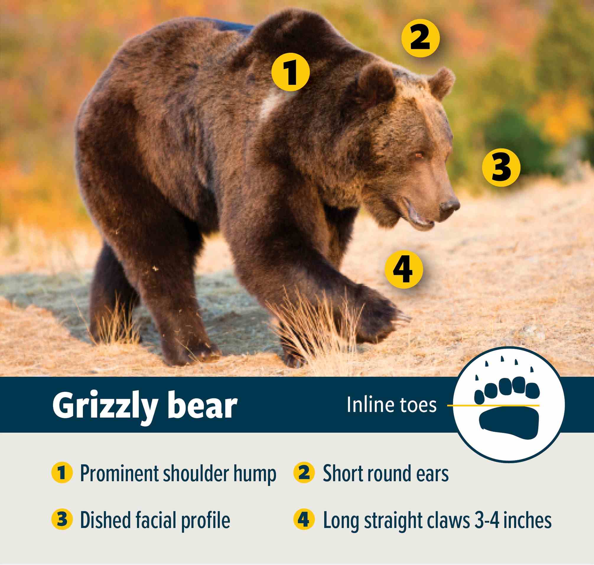 grizzly bear characteristics