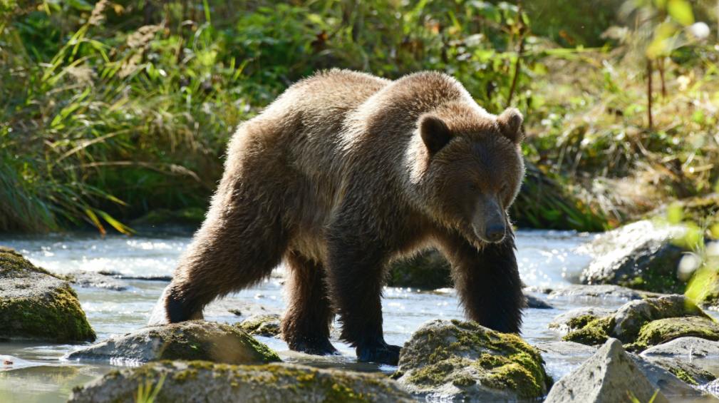 a grizzly bear is walking through a stream in Alaska