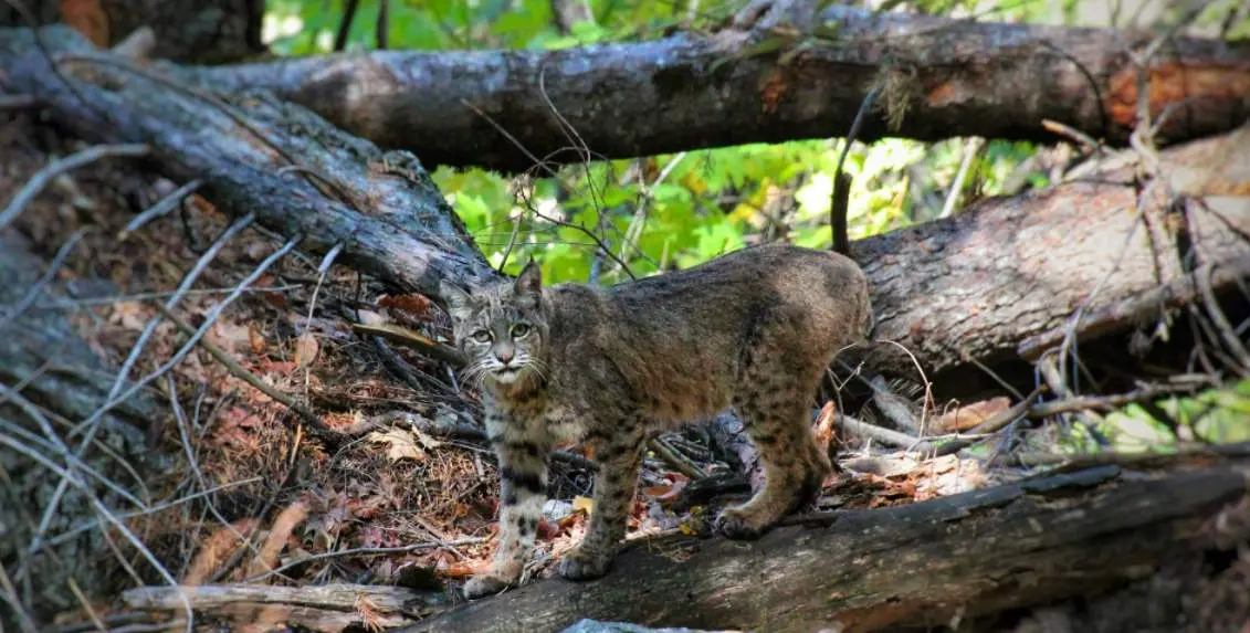 trap a bobcat