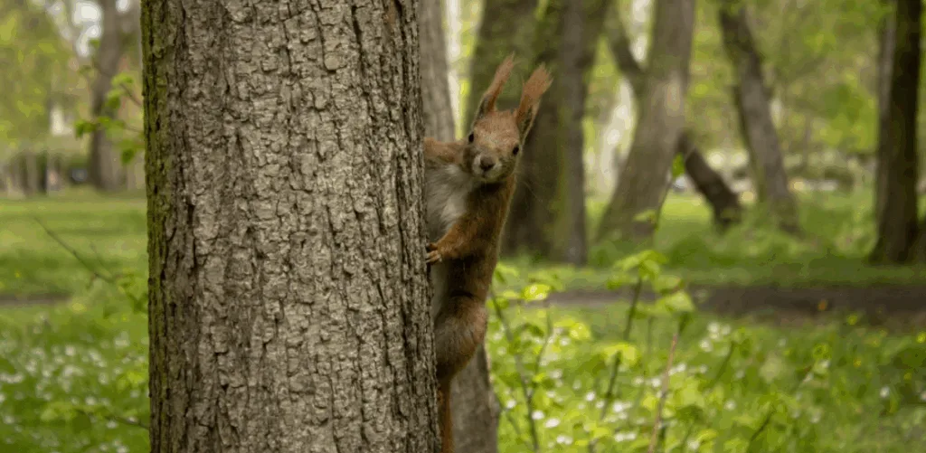 a squirrel is resting on the tree in the outdoors
