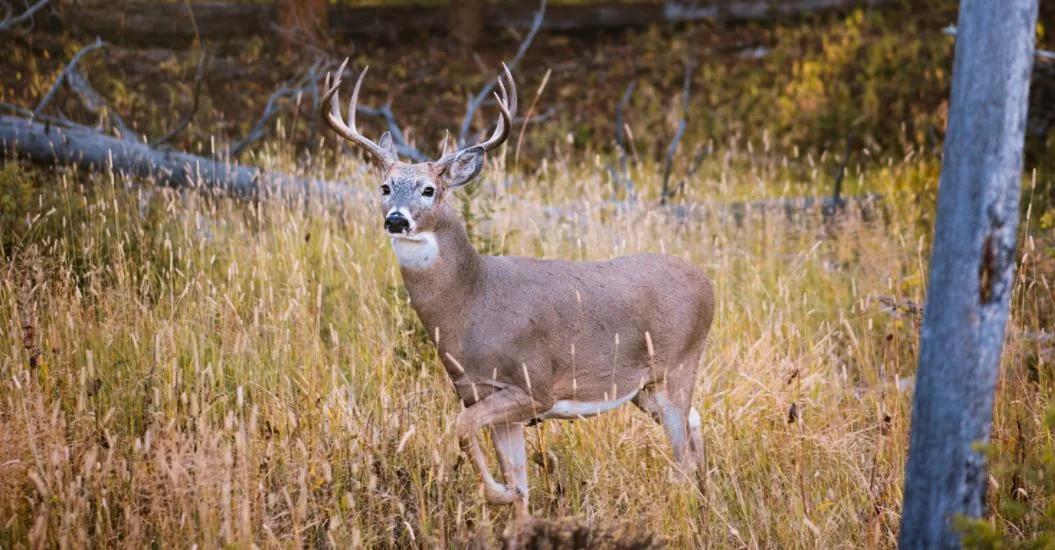 a deer is visiting the same spot in 7 days