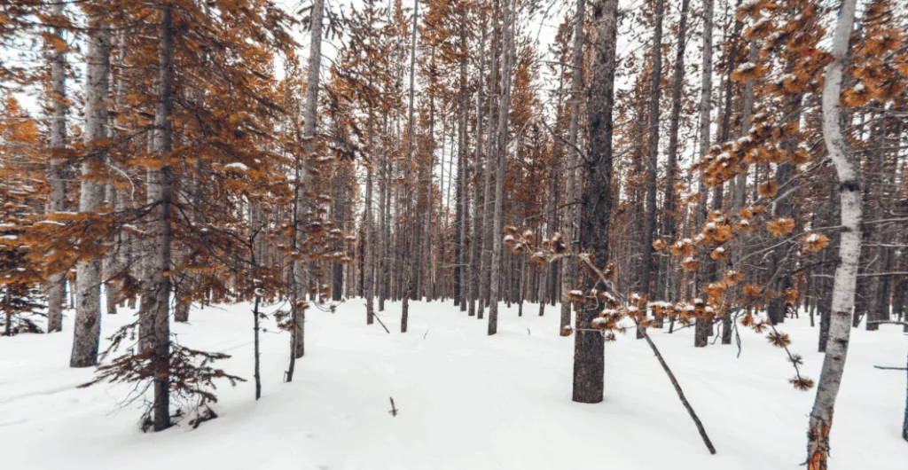 hunting in the winter forest that covered in snow