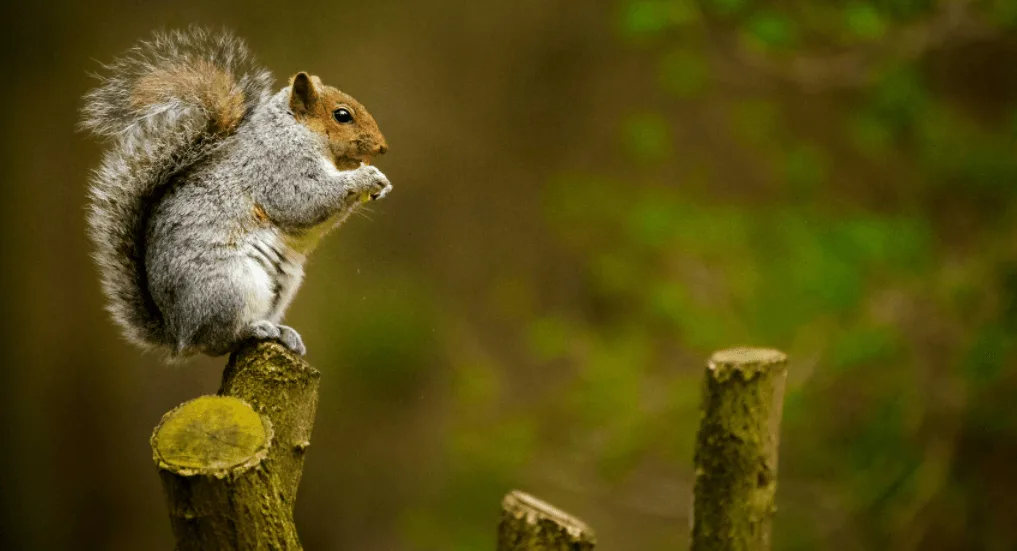 a squirrel is standing on a tree stool, holding the food