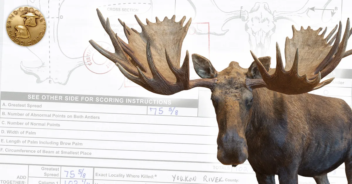 Heinz E. Naef - Yukon Moose