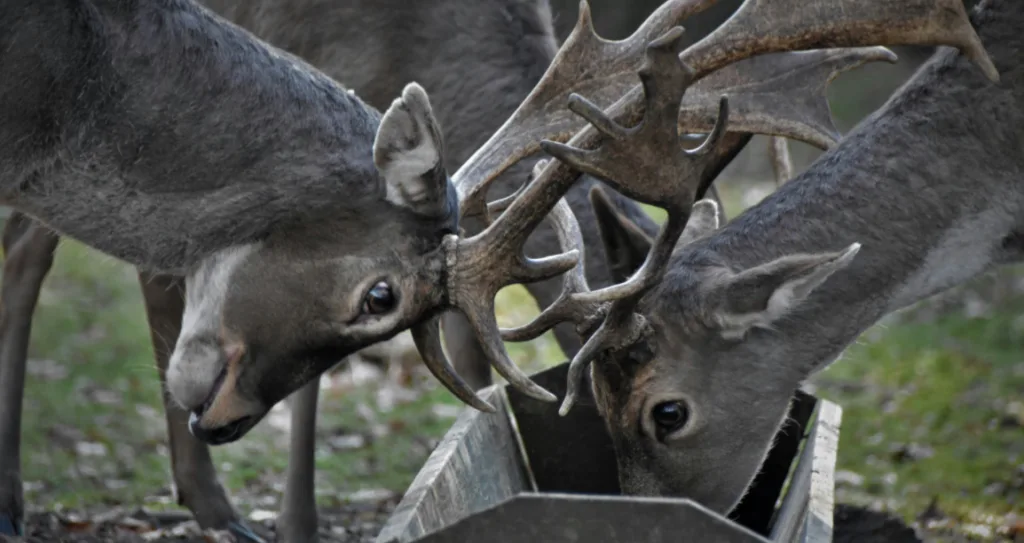 two deer are showing their huge antlers