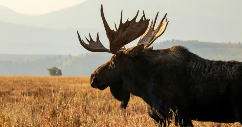 A huge moose stands on the wild grass under the sunset