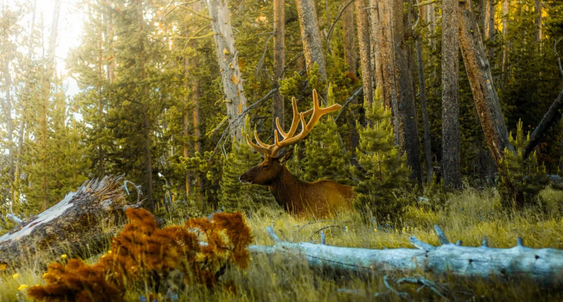 deer hunting complete guide - find a deer on private land